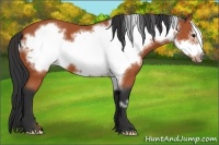 Horse Color:Bay Frame 