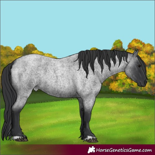 Horse Color:Blue Roan
