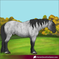 Horse Color:Blue Roan 