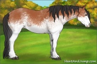 Horse Color:White Spotted Bay 