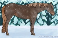 Horse Color:Liver Chestnut 