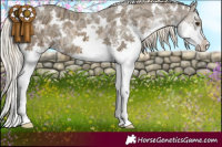 Horse Color:White Spotted Chocolate Palomino Ice Sabino Splash 