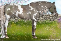 Horse Color:White Spotted Chocolate Palomino Appaloosa