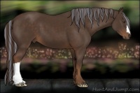 Horse Color:Painted Liver Chestnut 