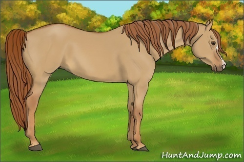Horse Color:Red Dun 