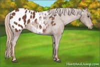 Horse Color:Chestnut Appaloosa 