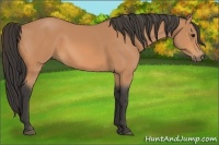 Horse Color:Buckskin 
