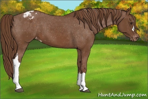 Horse Color:Chestnut Appaloosa