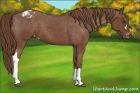 Horse Color:Chestnut Appaloosa 