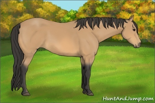Horse Color:Buckskin 