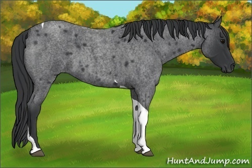 Horse Color:Blue Roan Tobiano 