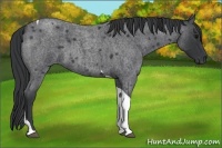 Horse Color:Blue Roan Tobiano