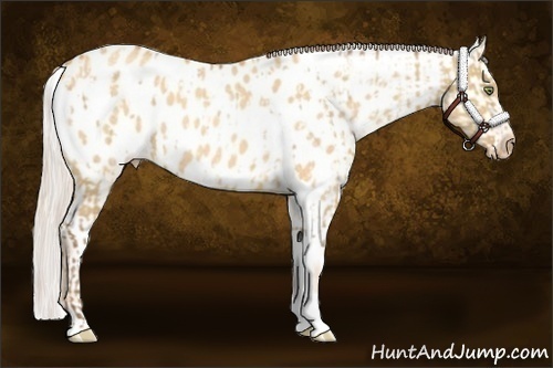 Horse Color:Amber Champagne Dun Appaloosa  and Silver Sable Cream Champagne Roan Dun Appaloosa 