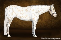Horse Color:Amber Champagne Dun Blanket and Silver Sable Cream Champagne Roan Dun Blanket