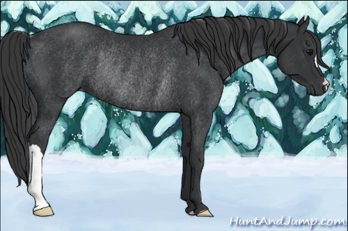 Horse Color:Black Rabicano 
