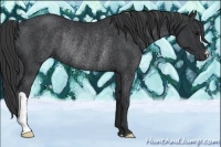Horse Color:Black Rabicano 