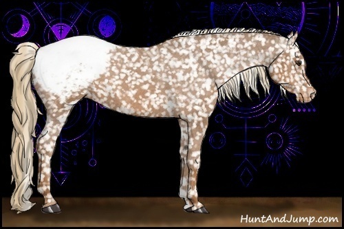 Horse Color:Chestnut Appaloosa 