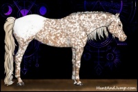 Horse Color:Chestnut Snowcap