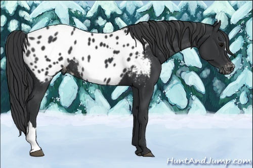 Horse Color:Black Appaloosa Rabicano 