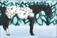 Horse Color:Black Appaloosa Rabicano 