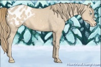 Horse Color:Perlino Blanket