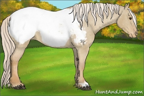 Horse Color:Palomino Dun Snowcap