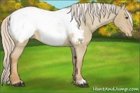 Horse Color:Palomino Dun Snowcap 