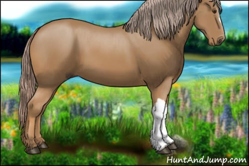 Horse Color:Palomino 