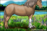 Horse Color:Palomino