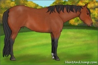 Horse Color:Bay Roan 
