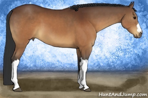 Horse Color:Brown 
