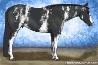 Horse Color:White Spotted Black