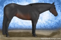 Horse Color:Brown 