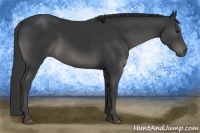Horse Color:Black 