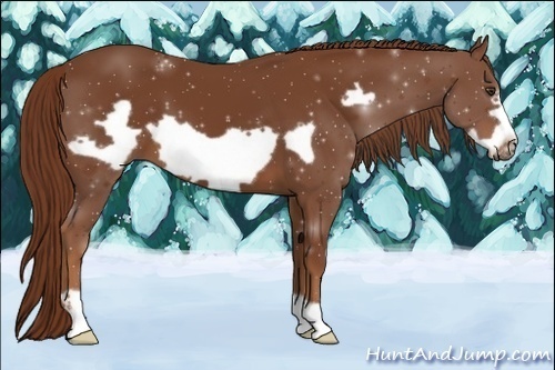 Horse Color:Chestnut Frame