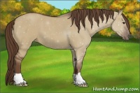 Horse Color:Liver Red Dun Roan 