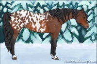 Horse Color:Bay Roan Appaloosa 
