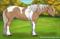 Horse Color:Palomino Tobiano 