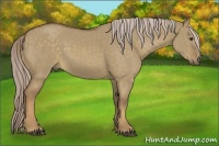 Horse Color:Chocolate Palomino Dun