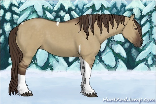 Horse Color:Liver Red Dun Tobiano 