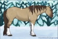 Horse Color:Liver Red Dun Tobiano 