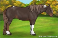 Horse Color:Liver Chestnut Sabino Tobiano 