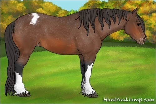Horse Color:Bay Appaloosa 