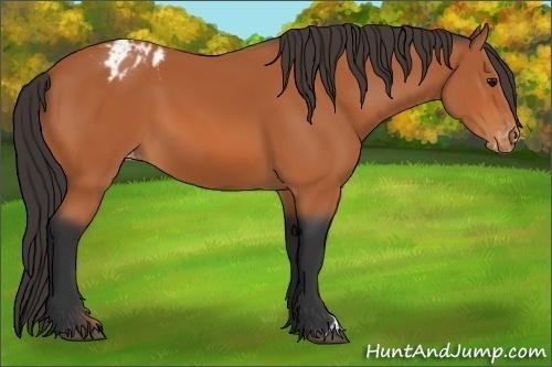 Horse Color:Bay Varnish