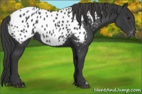 Horse Color:Black Near Leopard 