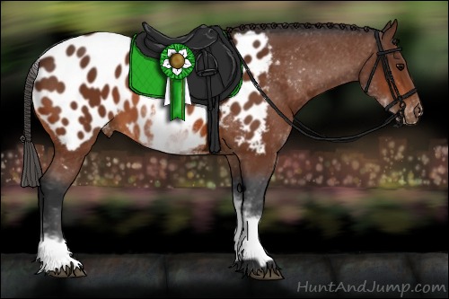 Horse Color:White Spotted Bay Appaloosa 