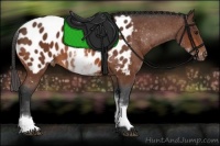 Horse Color:White Spotted Bay Appaloosa 