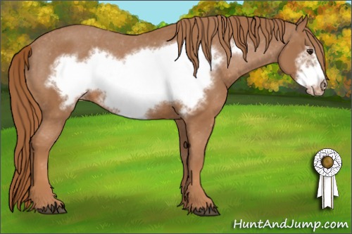 Horse Color:Chestnut Frame Appaloosa 