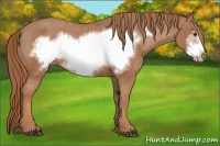 Horse Color:Chestnut Frame Appaloosa 