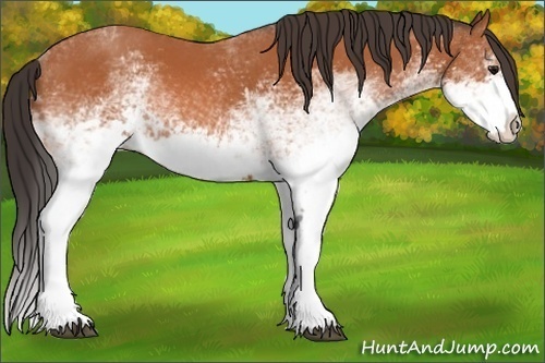 Horse Color:White Spotted Bay Splash Varnish